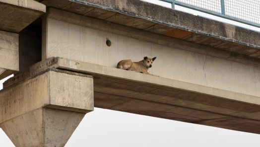 VÍDEO: Resgate de cão preso em passarela chama atenção em Xanxerê