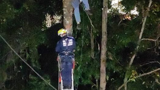 Trabalhador fica preso a 15 metros de altura após acidente durante corte de árvore