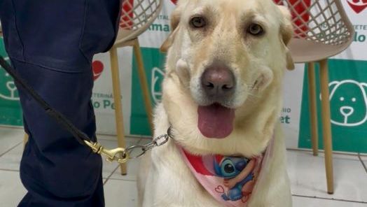 Doação de sangue também salva vidas entre os animais (Foto: Daiane da Silva)