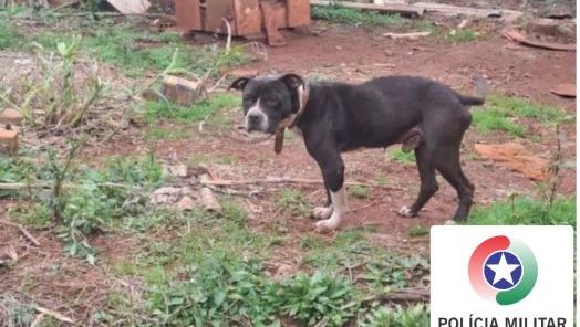 Mulher é presa por maus-tratos a pitbull encontrado sem água, comida e com ferimentos em Bom Jesus