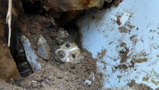 Cachorro é resgatado com vida após ficar soterrado em desabamento de muro em Concórdia