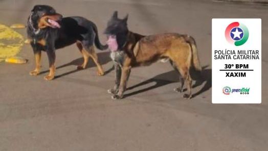 Dono é responsabilizado após cães de grande porte e agressivos serem encontrados soltos em Xaxim