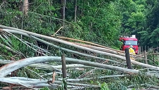 Bombeiros retiram cerca de 20 árvores e liberam estrada na Linha Cambuizal, em Xanxerê