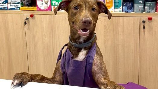VÍDEO: Petlove Chapecó oferece alimentação especial para cuidar da saúde dos pets