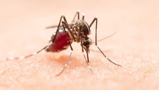 Xanxerê confirma caso importado de dengue e intensifica ações de combate ao mosquito