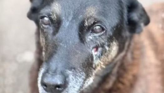 Justiça arquiva investigação sobre morte do cão Orelha em Florianópolis