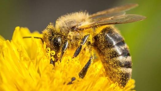 Dia das Abelhas reforça importância dos polinizadores para o meio ambiente e produção de alimentos