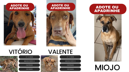 Com 12 cães em casa, moradora busca adoção responsável e apoio para manter animais especiais