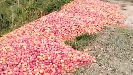VÍDEO: Sem mercado, produtor descarta 50 toneladas de ameixa em Urubici