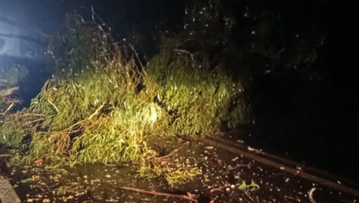 VÍDEO: Quem passava pela BR-282, próximo a Vargeão, se deparou com uma árvore bloqueando a via