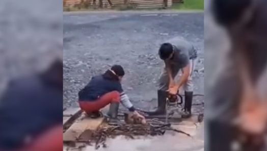 VÍDEO: Cachorro é resgatado de ponte durante enchente em Urubici e cena emociona moradores