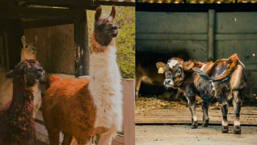 Mini animais serão a novidade da ExpoFemi 2026 e prometem encantar o público