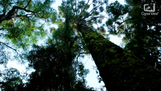 VÍDEO: Agro Forte de hoje te leva em um tour pelo Parque das Araucárias