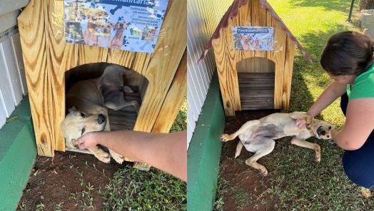 Município de São Domingos e APA lançam campanha da Casinha Comunitária para cães de rua