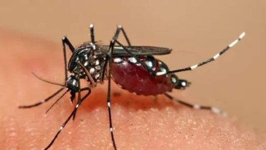 Xanxerê registra quatro novos casos de Chikungunya