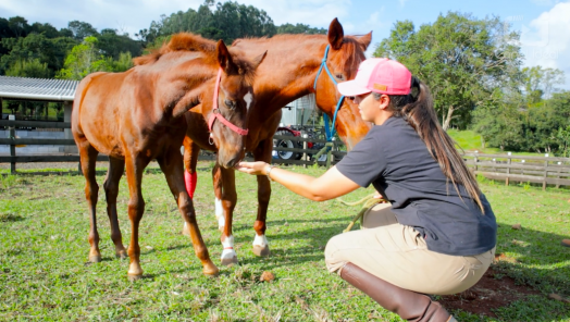 VÍDEO: Descubra a arte da doma progressiva: como conquistar a confiança dos cavalos sem causar dor
