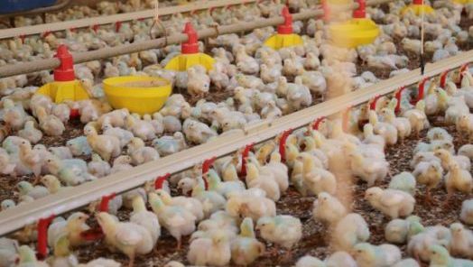 Ministério da Agricultura e Pecuária (Mapa) declara emergência zoossanitária por 60 dias devido a foco da doença de Newcastle