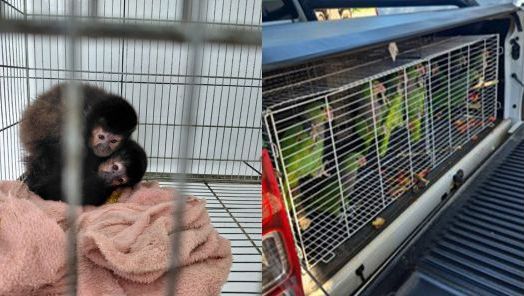 Primatas e aves resgatados (Fotos: Divulgação/Ibama)