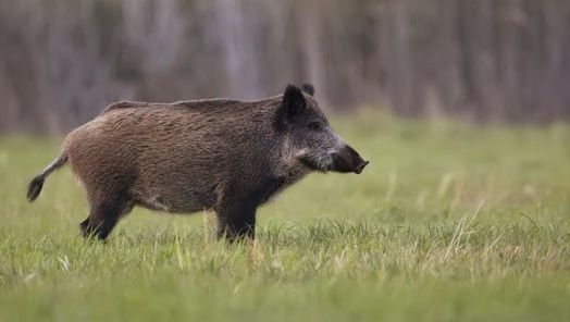 Foto: Reprodução internet