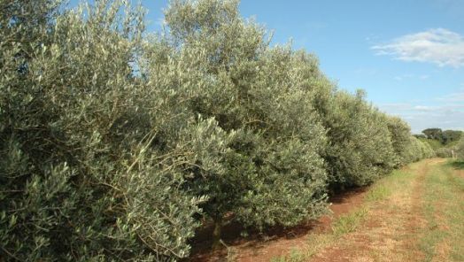 Foto: Nilson Teixeira / Epagri