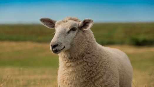 Primeiro Texel do Milhão será realizado durante a ExpoFemi 2026