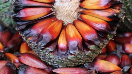 Foto: Reprodução internet