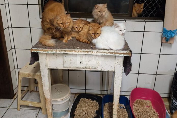 Resgate de gatos em apartamento de Concórdia termina com cerca de 230 animais retirados