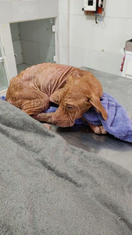 Cachorra em estado grave de desnutrição é abandonada na BR-282 em Xanxerê