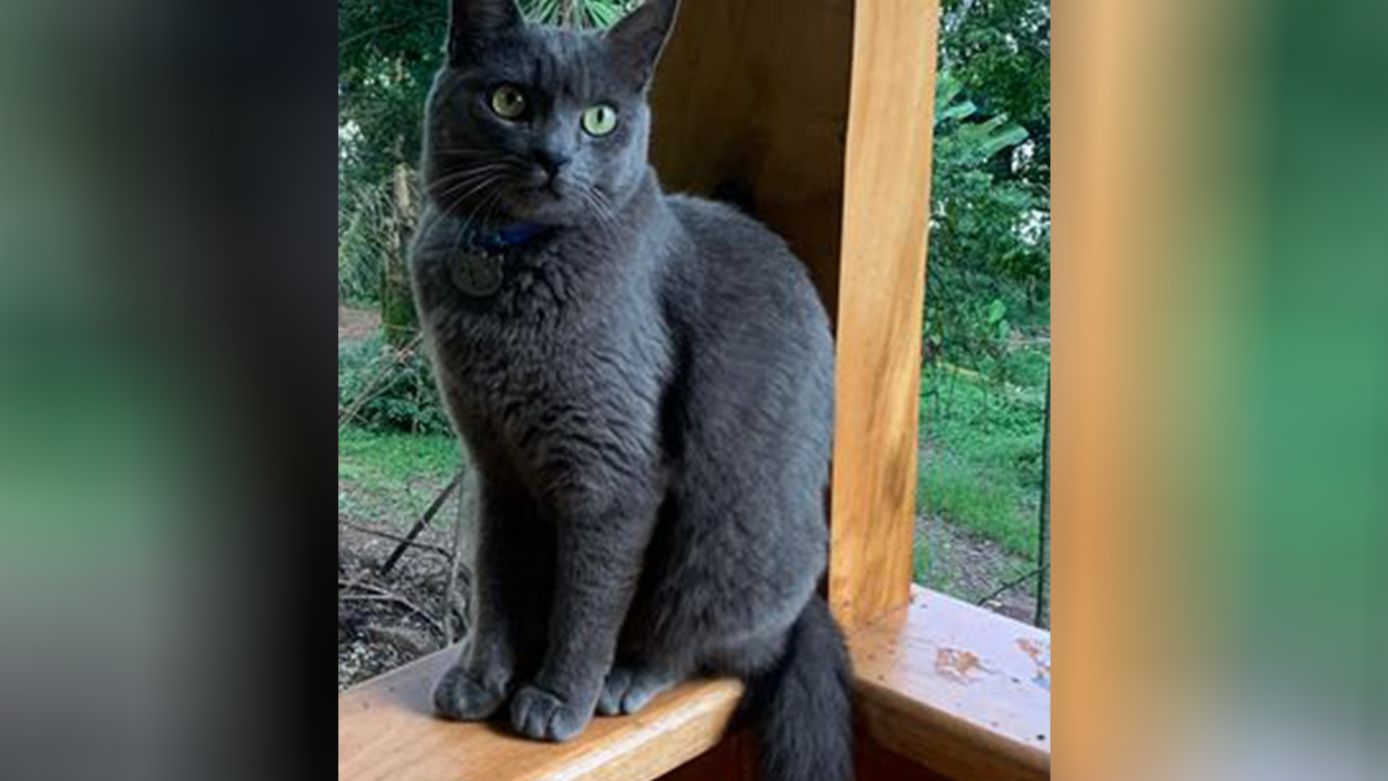 Família oferece recompensa de R$ 1.000 por gato desaparecido em Xanxerê