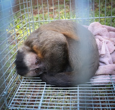 Ibama desativa o último criadouro de macacos-prego do país, que funcionava em Xanxerê, por maus-tratos