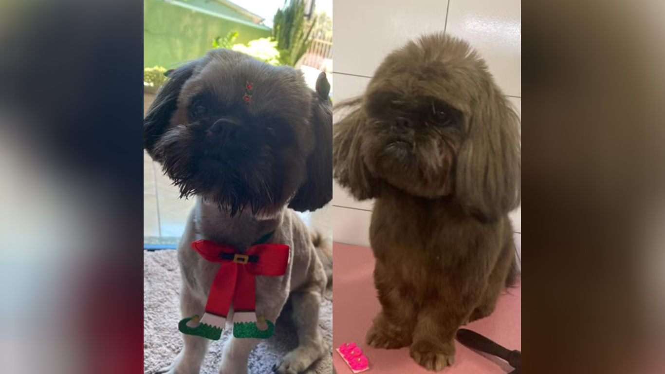 Cachorro tem pelos pintados com tinta para esconder cor original após furto, no Oeste 