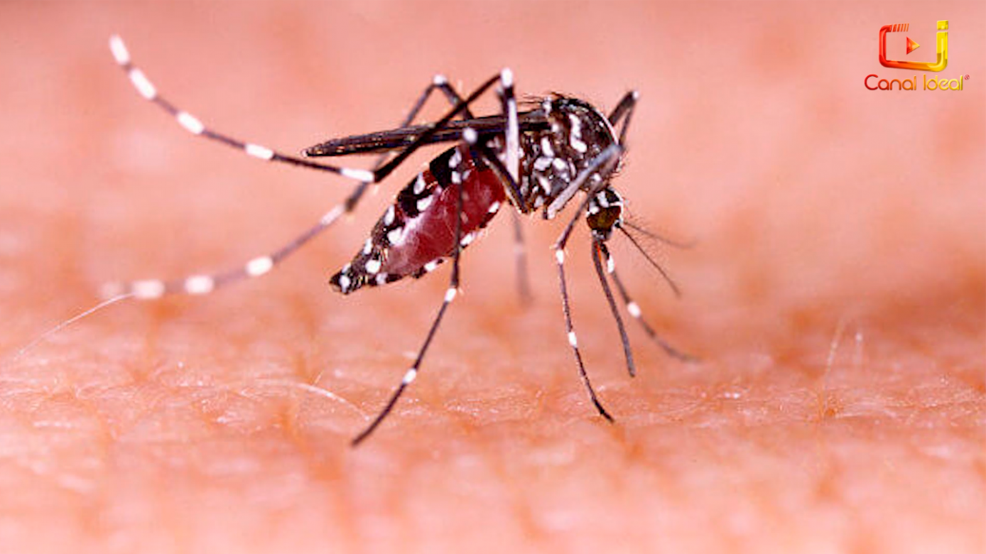 Xanxerê registra mais de 73% dos casos confirmados de chikungunya em SC