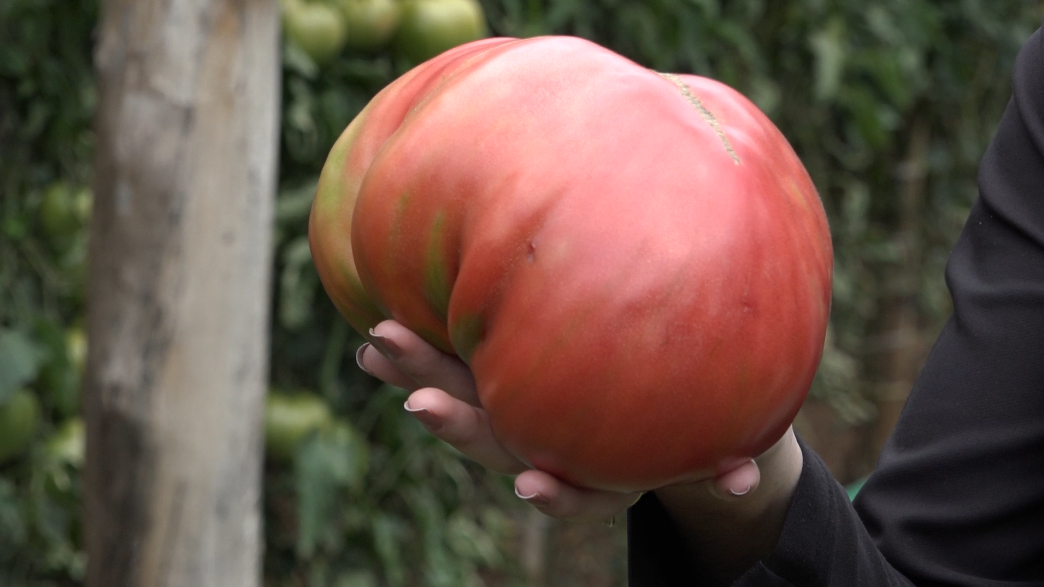 V Deo Neste S Bado No Quadro Agro Forte Vamos Mostrar Um Tomate