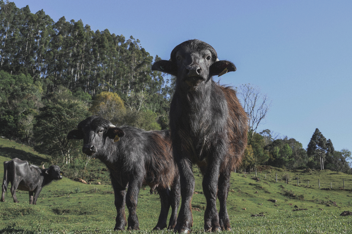 Um passeio pelo Caminho da Roça em Concórdia