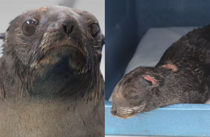 Lobo-marinho-sul-americano foi resgatado na praia de Itapirubá Sul, em Laguna (SC) — Foto: PMP-BS/Divulgação