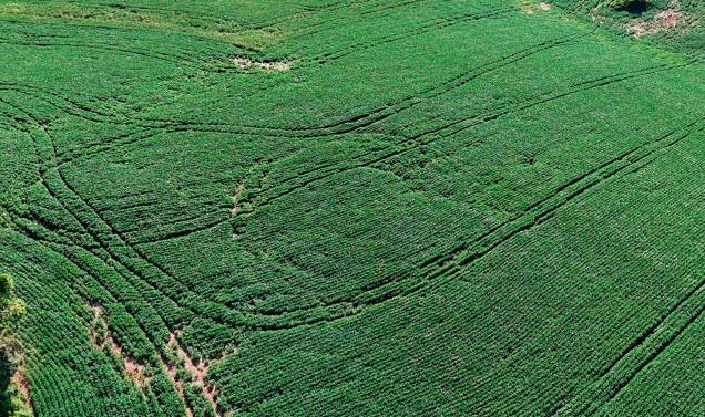 Ipuaçu: sombra do agroglifo volta a aparecer em lavoura de soja