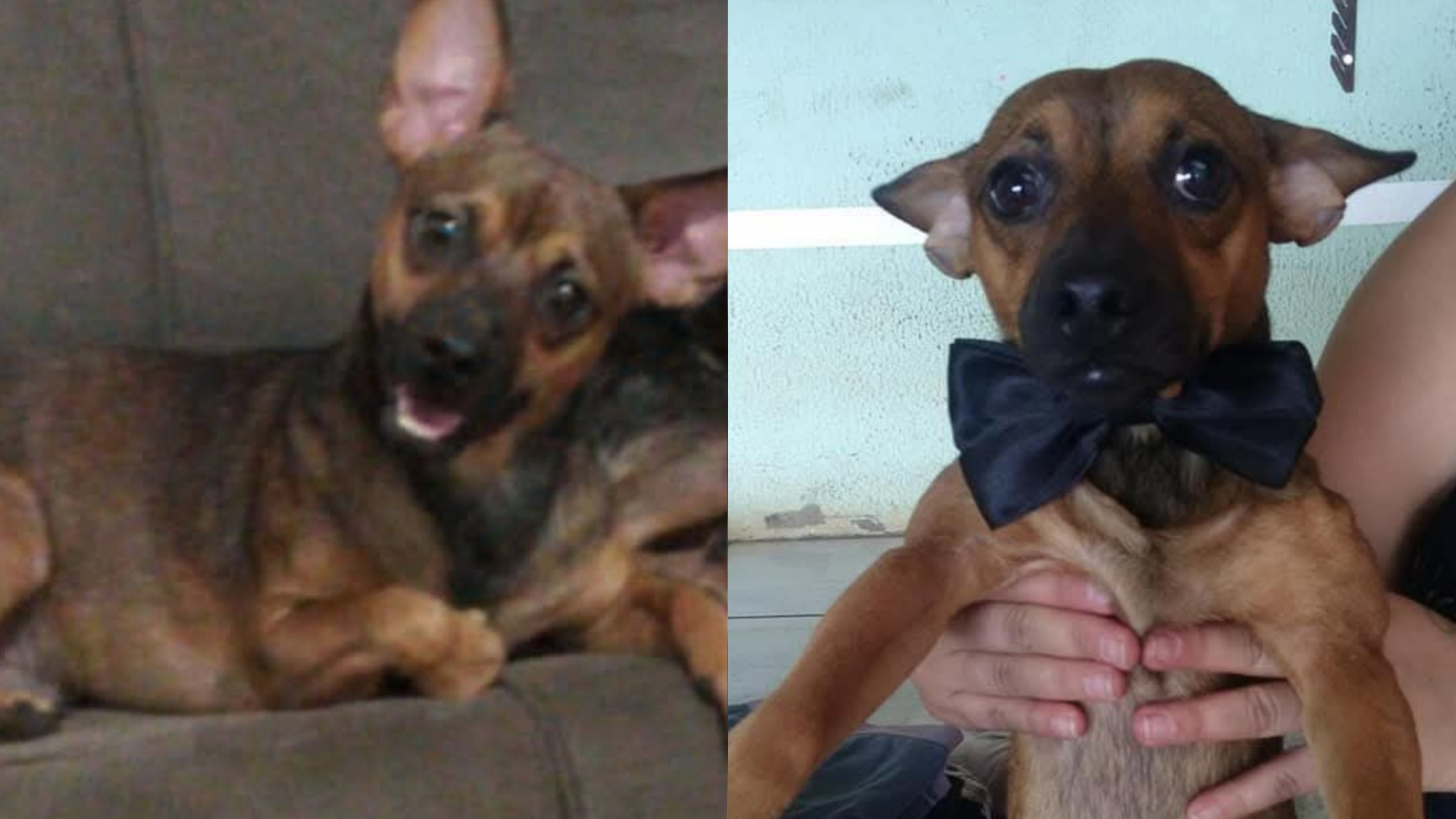 Família procura por cachorro desaparecido em Xanxerê