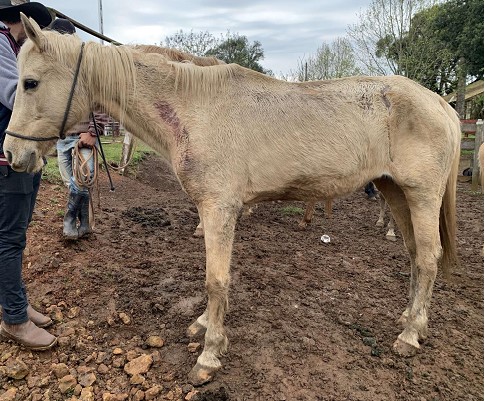Proprietário de Haras alvo de ação do MPSC esclarece situação e afirma ter sido o próprio a denunciar irregularidades