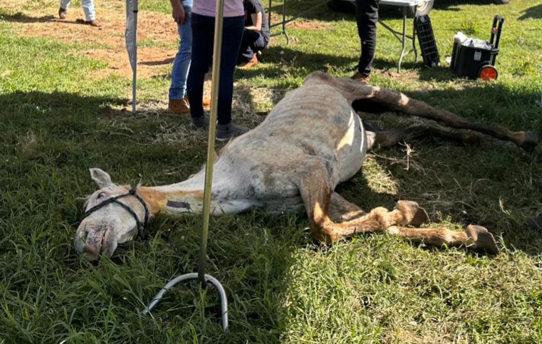 Cavalos são resgatados de situação de maus-tratos em Xanxerê por determinação do MPSC