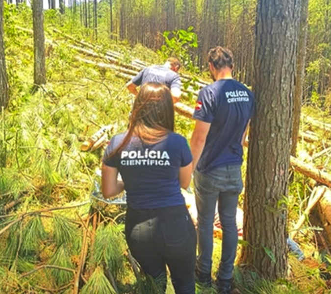 Homem morre esmagado após ser atingido por árvore, no Oeste