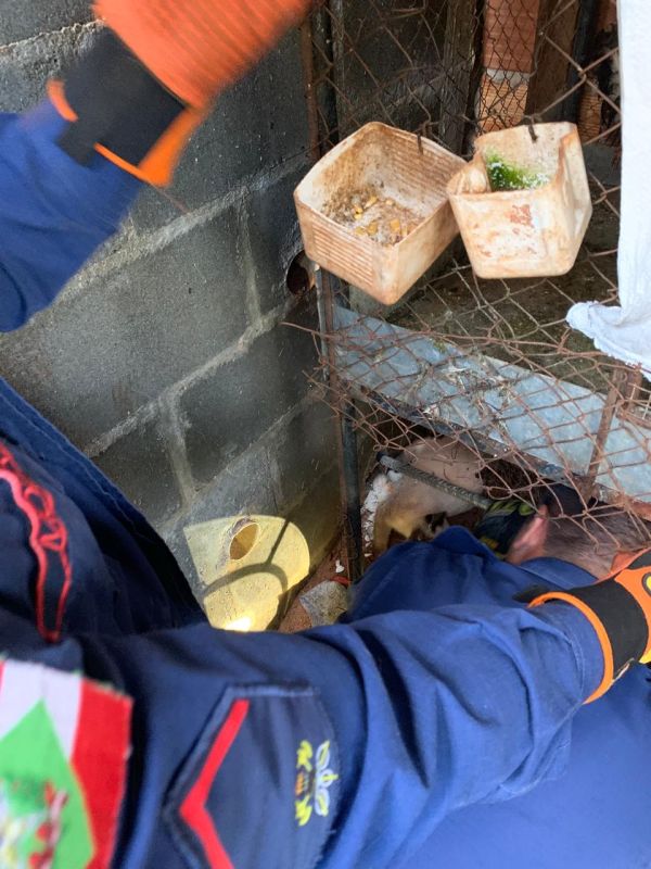 Bombeiros de Xanxerê resgatam gato que ficou com a pata presa em cano