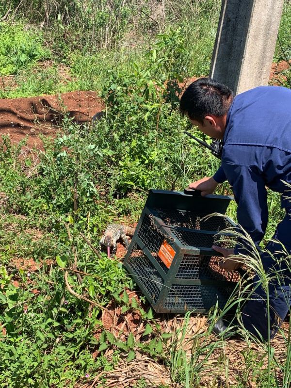 Bombeiros de Xanxerê resgatam lagarto encontrado dentro de banheiro de comércio