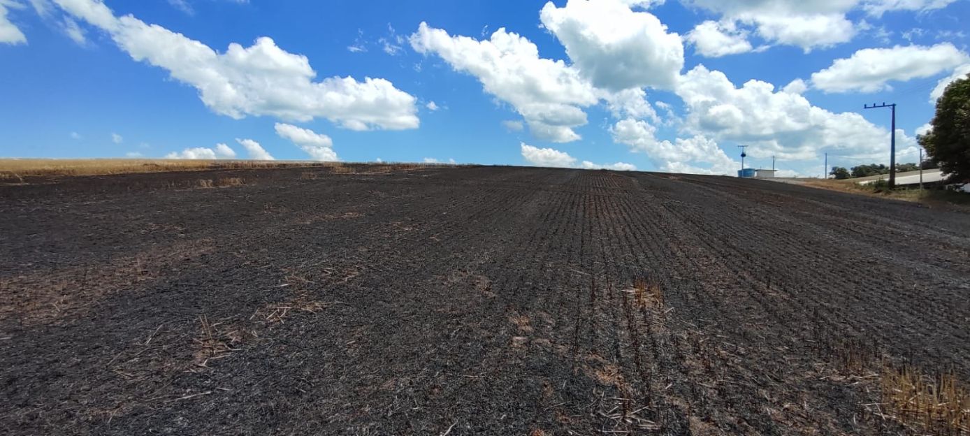 Incêndio atinge plantação de trigo no interior de município do Oeste
