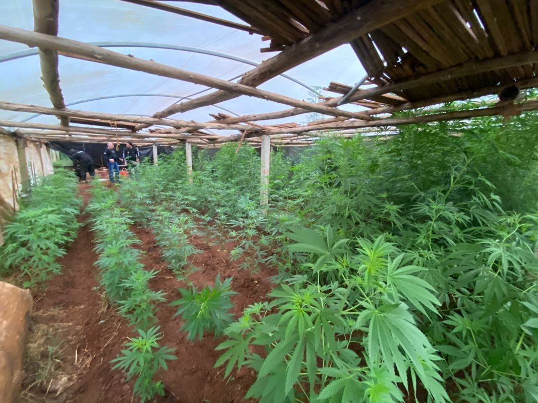 Plantação de maconha clandestina é descoberta no interior de Abelardo Luz 