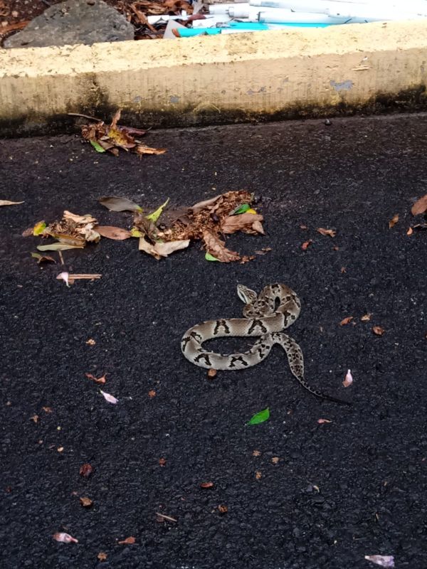 Bombeiros capturam jararaca de mais de um metro próximo ao Centro de Eventos em Piratuba