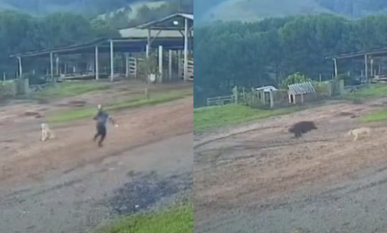 VÍDEO: Um homem passou por um grande susto ao ser surpreendido por um javali no interior de Ponte Alta 