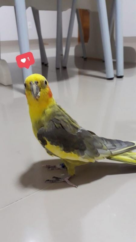 Animal é uma calopsita silvestre, possui uma anilha azul e atende pelo nome de Patrick. Foto: Arquivo Pessoal
