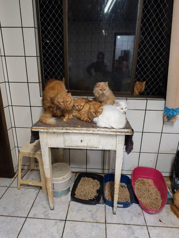 Caso de mais de 400 gatos em apartamento mobiliza protetoras e veterinários em Concórdia