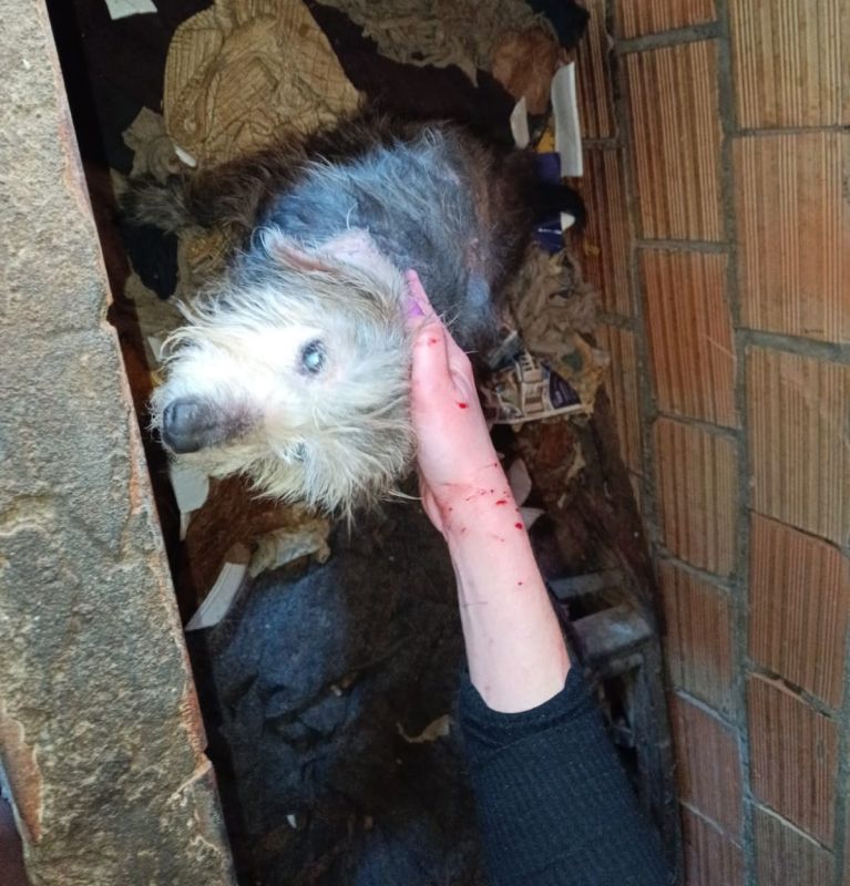 Homem é preso após resgate de 11 animais em situação de maus-tratos em Concórdia