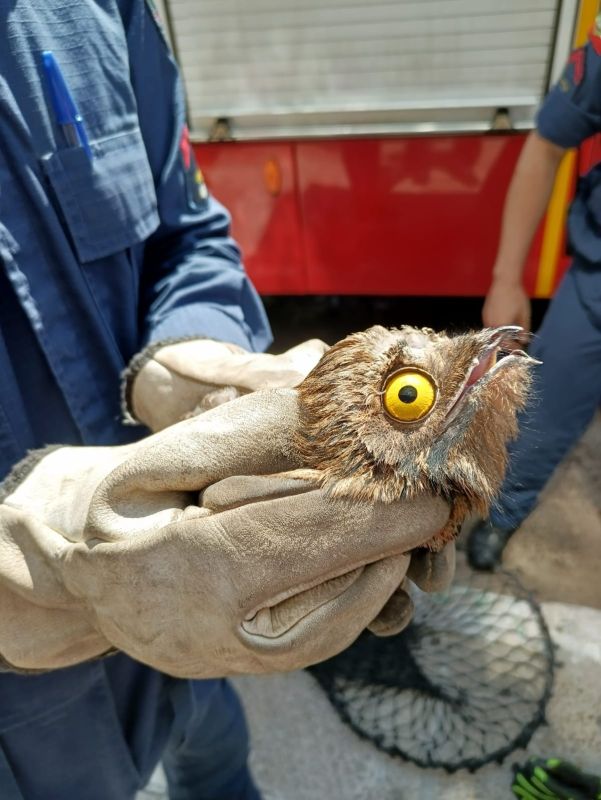 Bombeiros resgatam ave silvestre em área urbana de Xanxerê